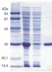 Gluthadion Agarose Resin.jpg